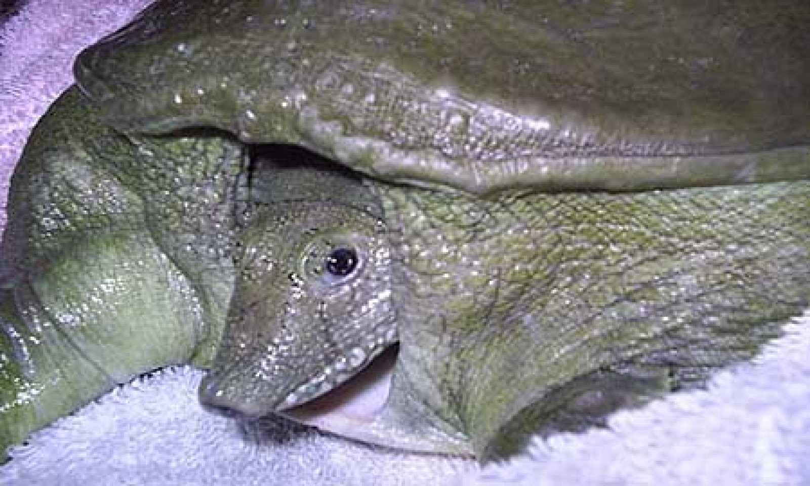 tortuga