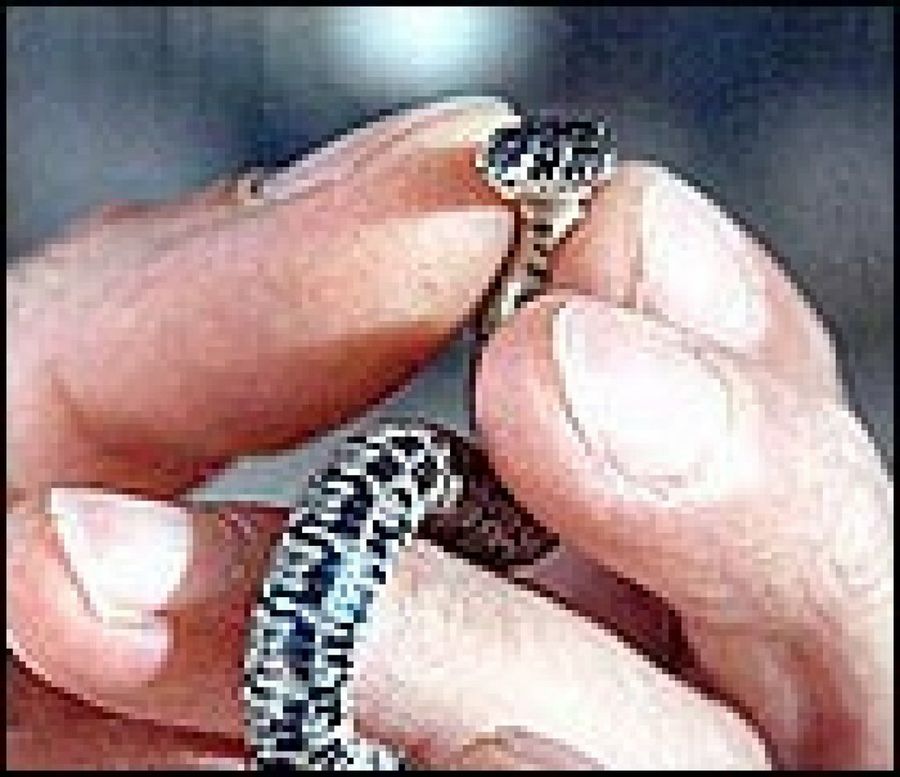 culebra agarrada