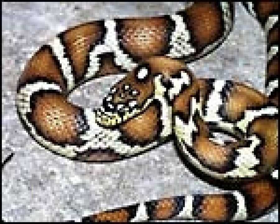 serpiente marrón y blanca