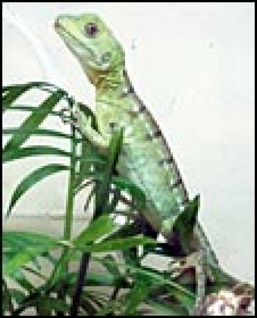 basilisco con planta