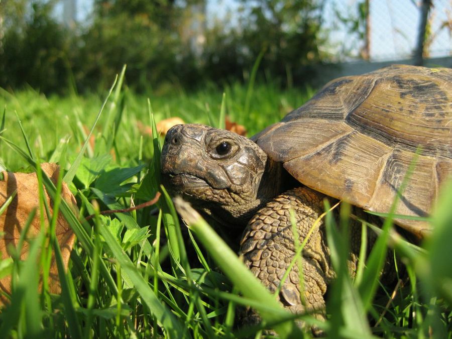 Cobertizo casado motor Cómo cuidar una tortuga de tierra | Mascotas
