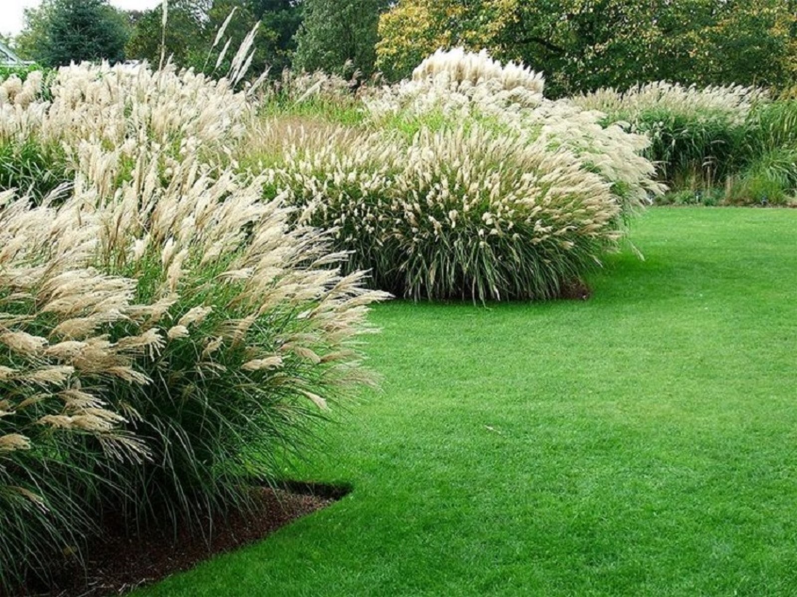 пампасная трава в ландшафтном дизайне фото