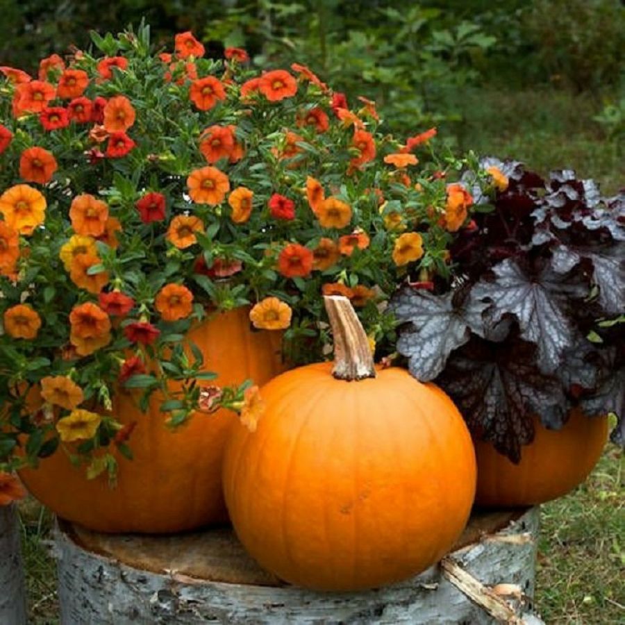 Ideas para Halloween | Plantas Ideas para Halloween | Plantas