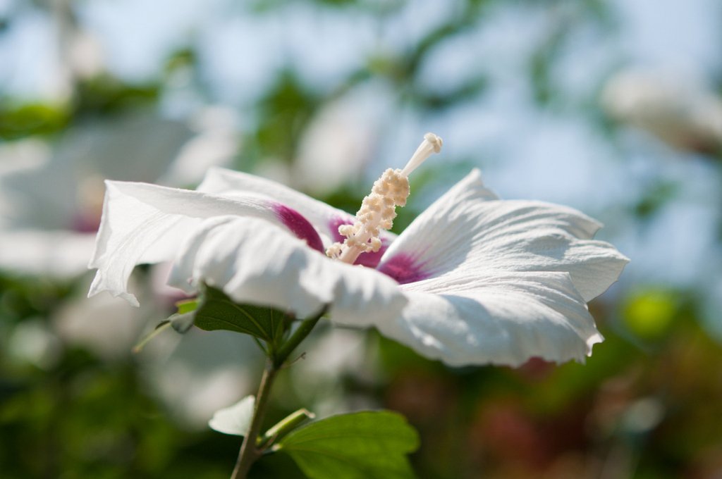 Hibiscus, un género tropical | Plantas