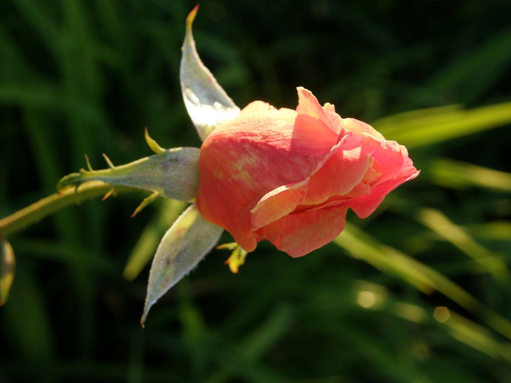 Cuando las rosas no se abren Plantas