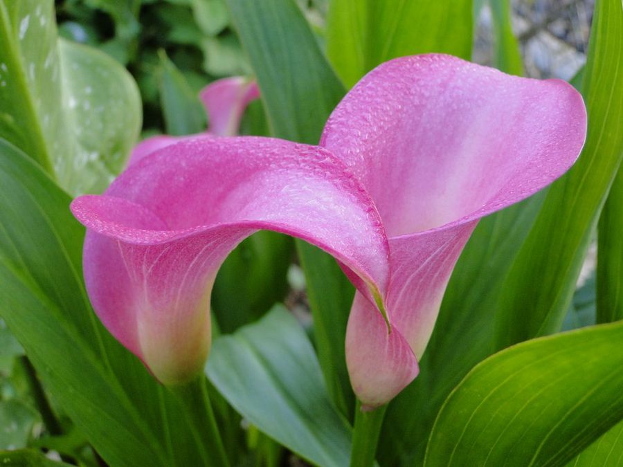 Planta zantedeschia: especificaciones y características | Plantas