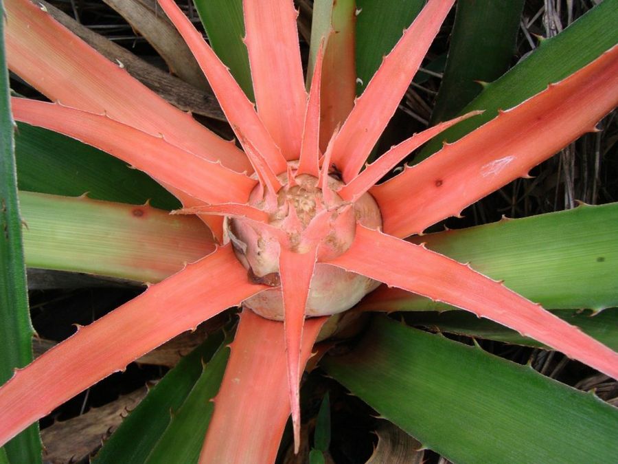 Bromelia balansae