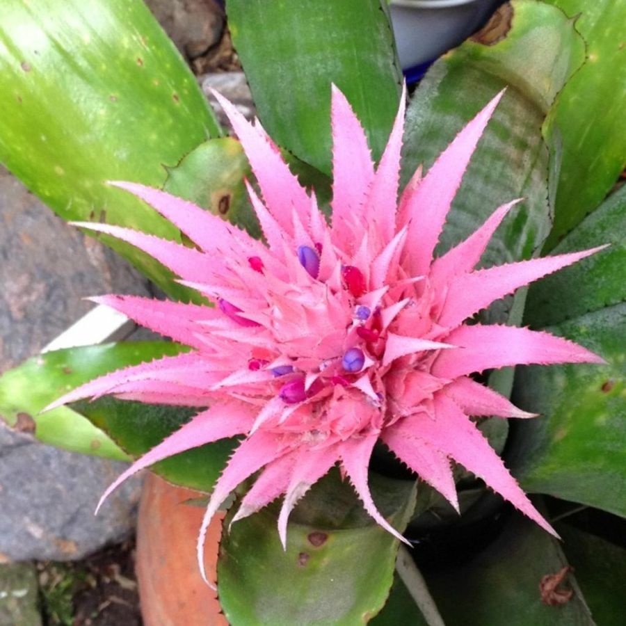 Nombre De Flores Exoticas - Vernajoyce Blogs
