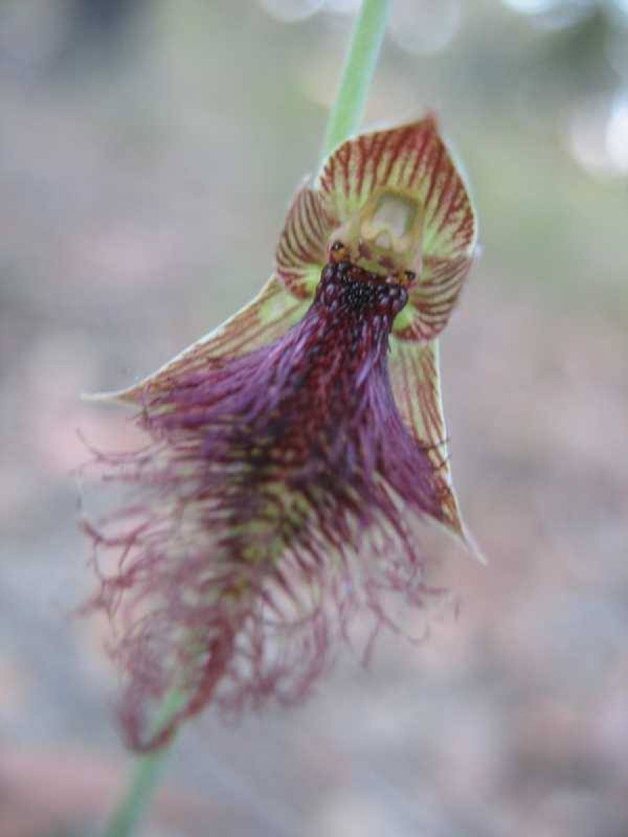 бородатая орхидея фото