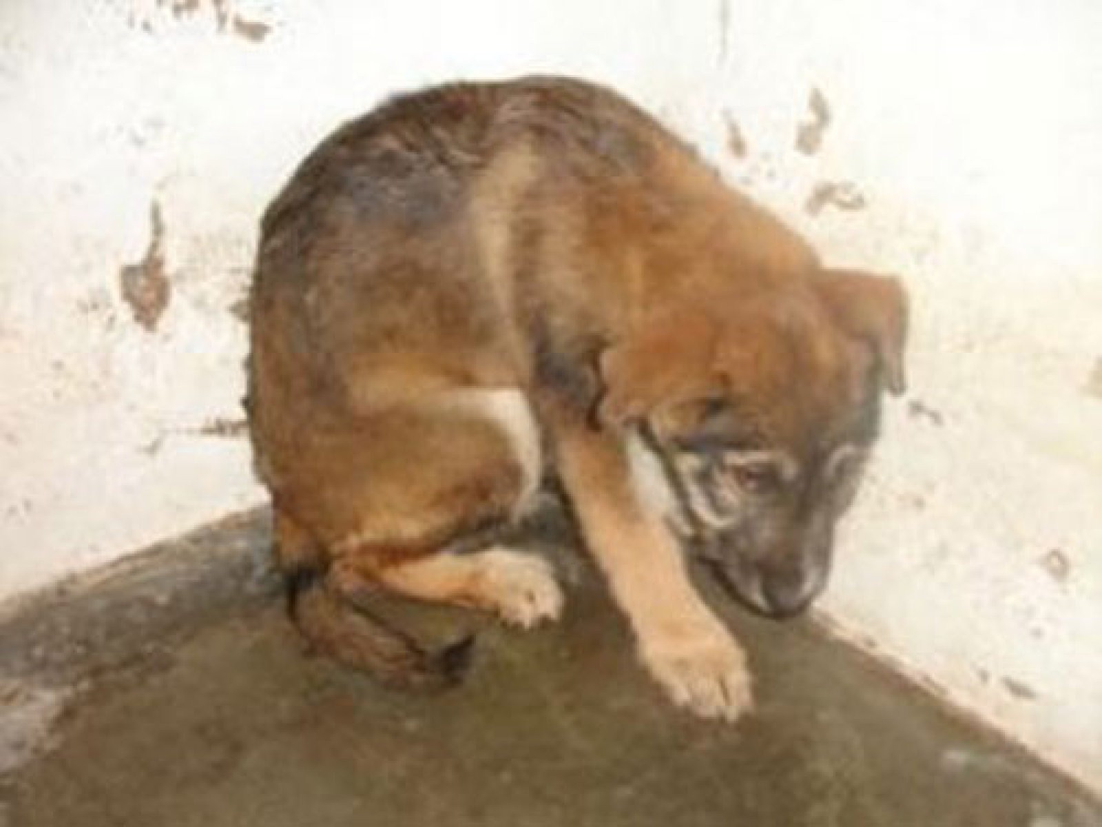 perro