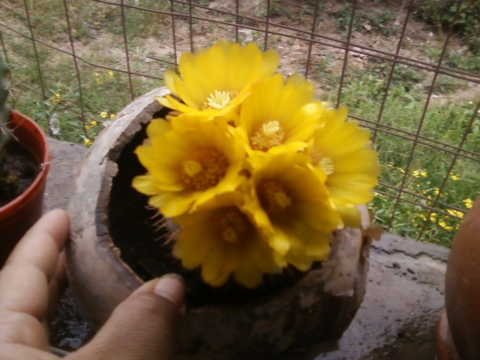 Imagen 11