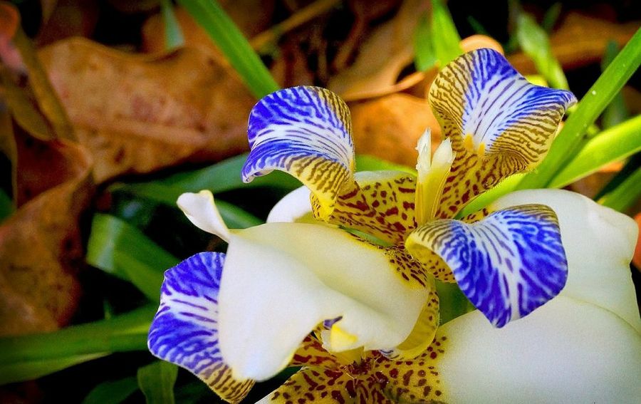 Arbusto de orquídeas: hermosas flores para tu jardín | Plantas