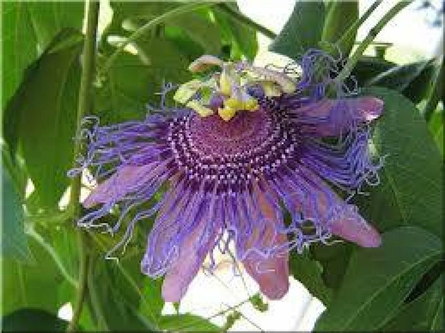 Jardines contemporáneos: ideas para decorar espacios abiertos | Plantas