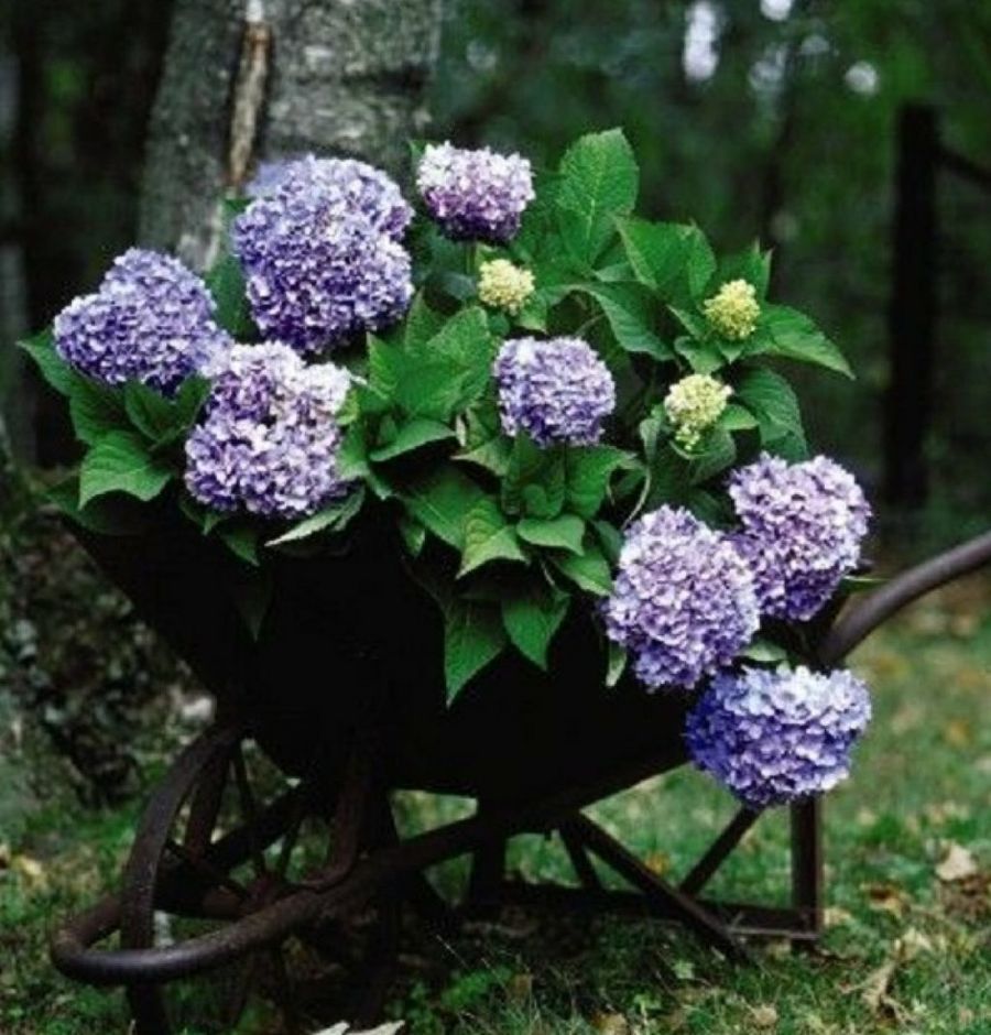 La hortensia: mucho más que una bella planta ornamental | Plantas, image size:900x940
