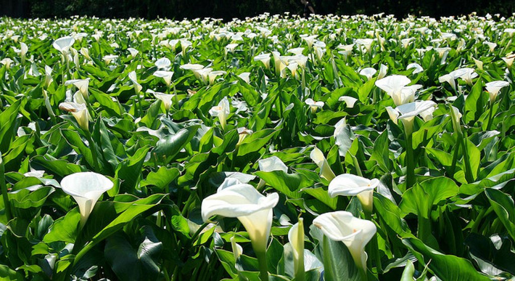 Cuidados de las calas | Plantas