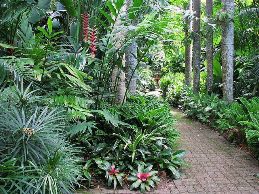 Plantas Tropicales Ejemplos