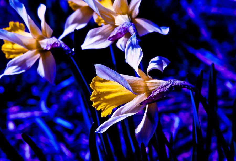 Los colores en el jardín: el azul y el violeta | Plantas