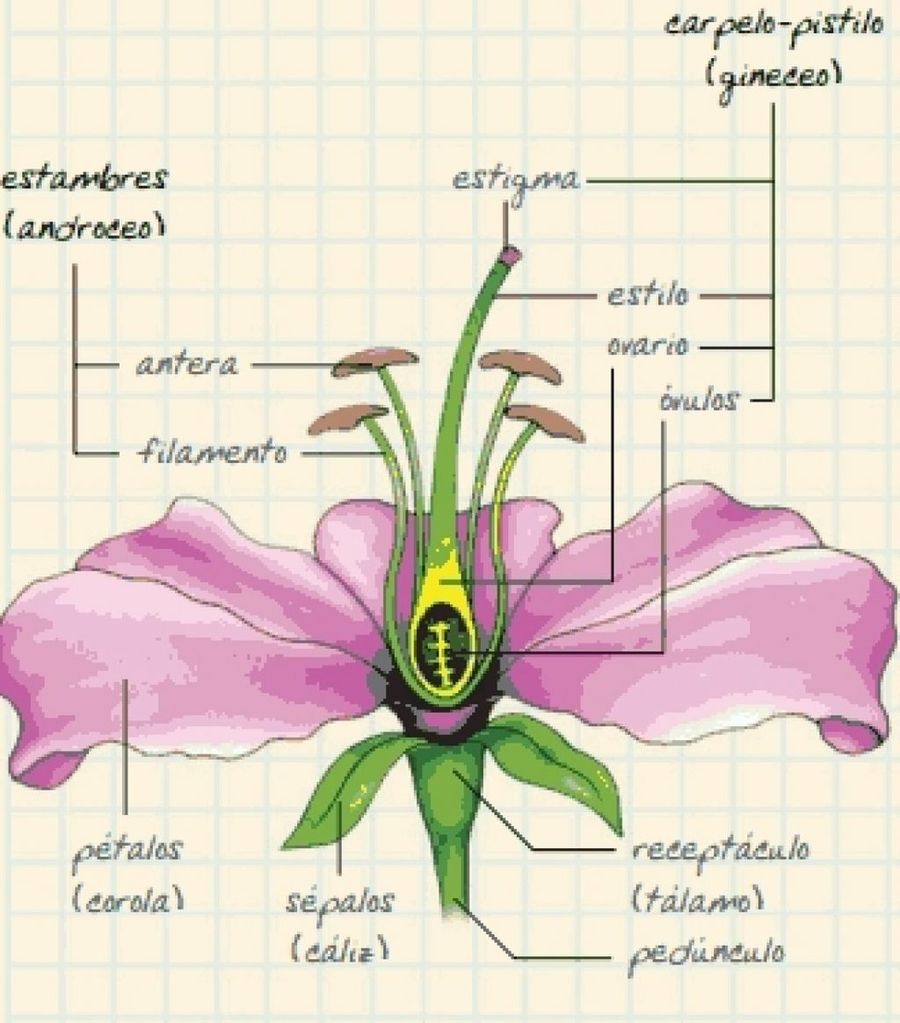 Partes de una flor | Plantas