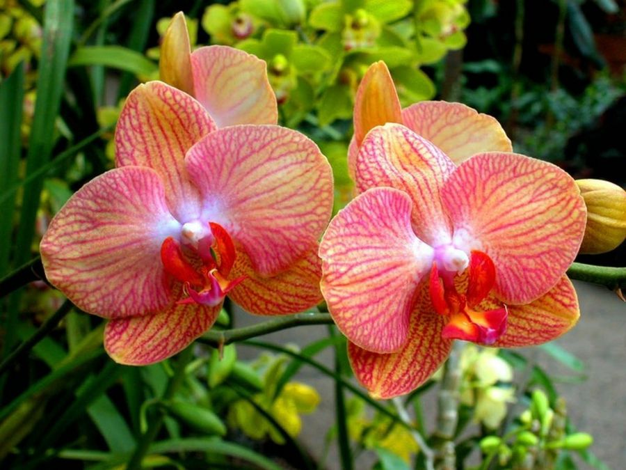 La orquídea: soberana de las flores | Plantas
