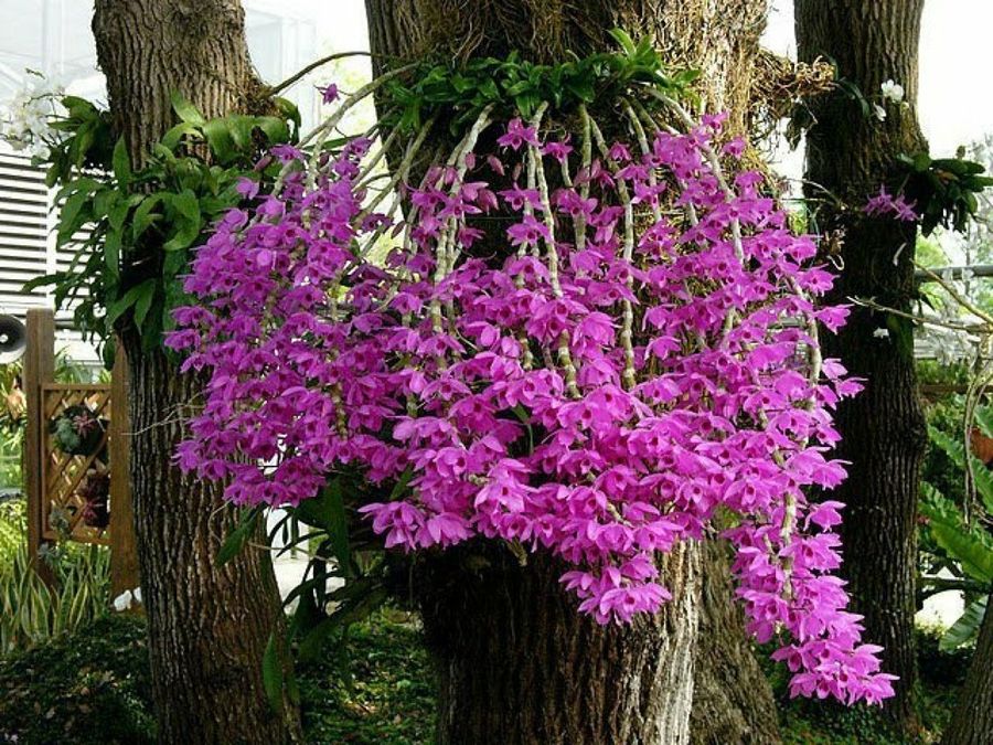 La orquídea: soberana de las flores | Plantas