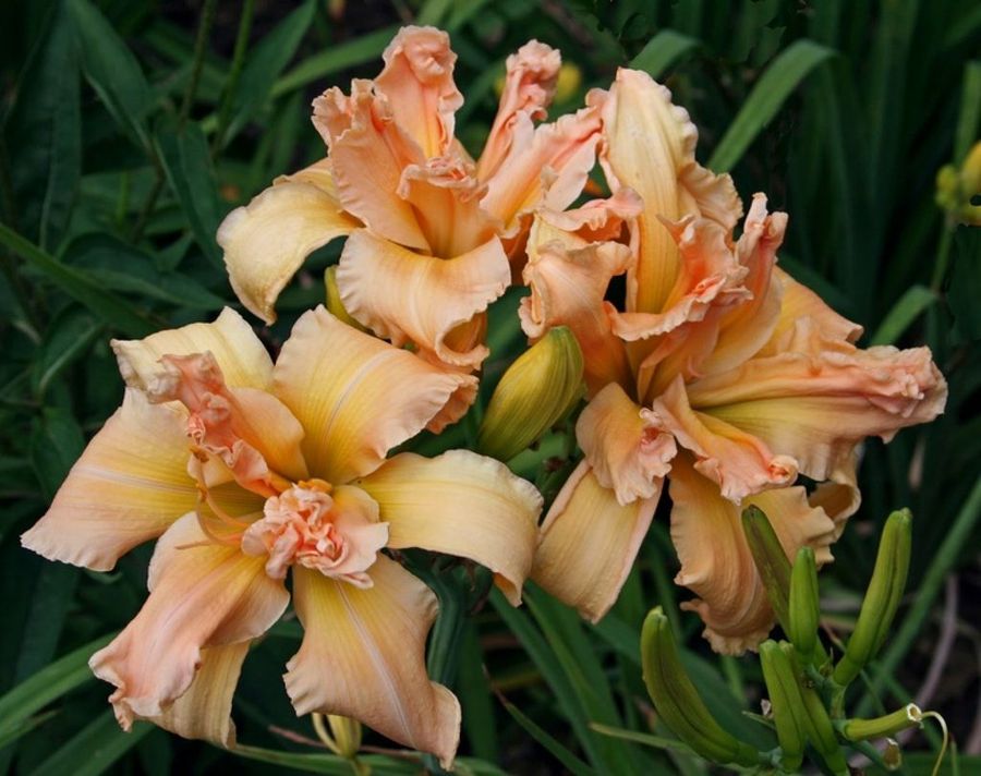 Jardinería Las Terrazas En Flor,Las Cebollas De Azucenas A Granel,Las  Azucenas Crecen RáPido,Bulbos De Hemerocallis,Las Azucenas Prefieren La Luz  Del DíA,Las Plantas Perennes-5 Bombillas 