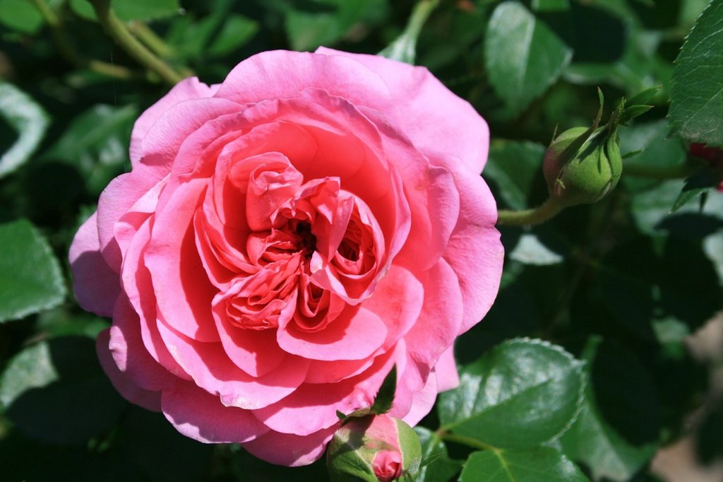 Rosas inglesas, una combinación perfecta | Plantas
