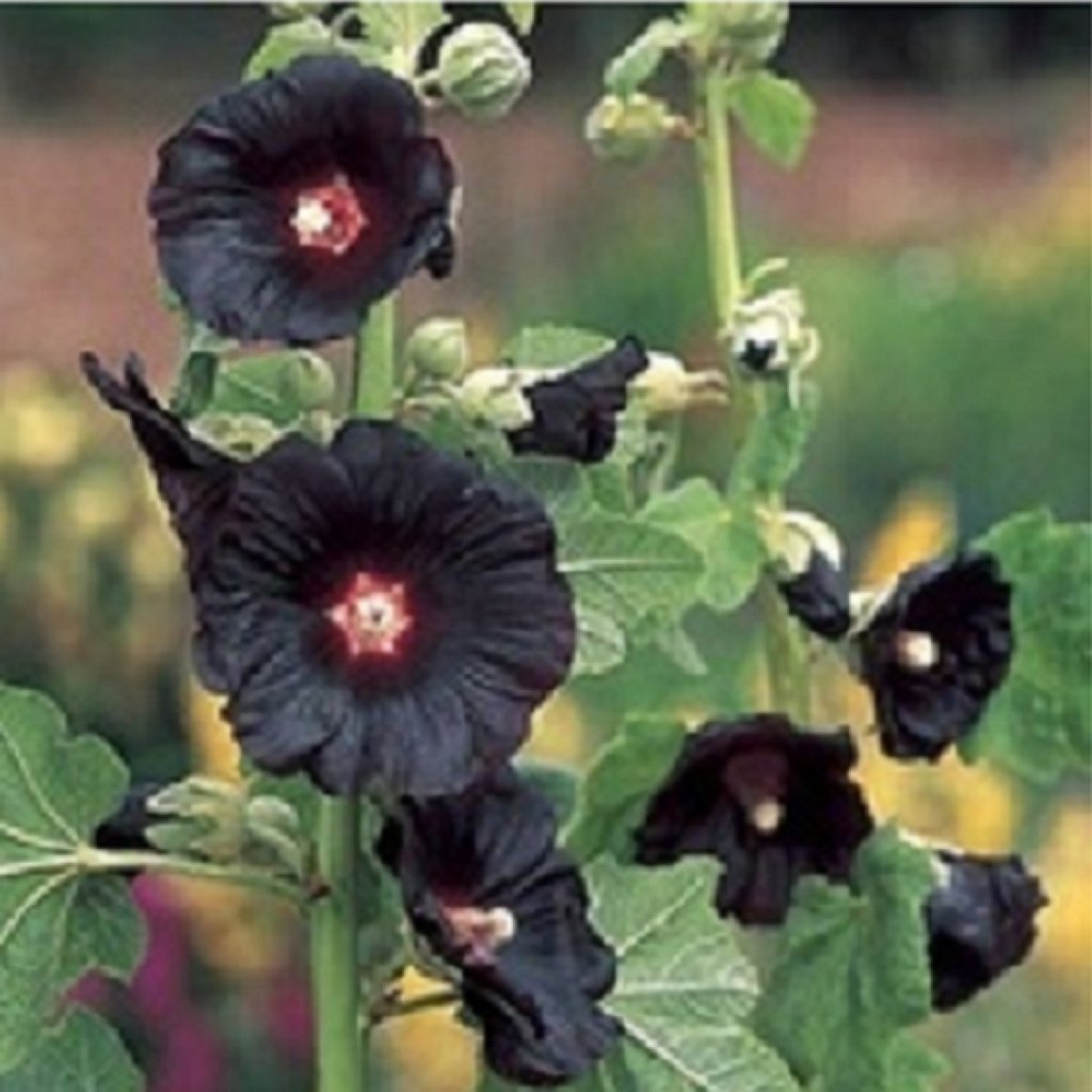 Las inusuales y raras flores negras | Plantas