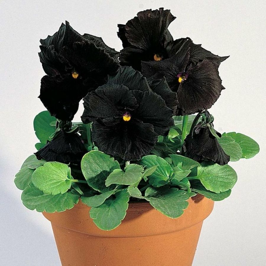 Las inusuales y raras flores negras | Plantas