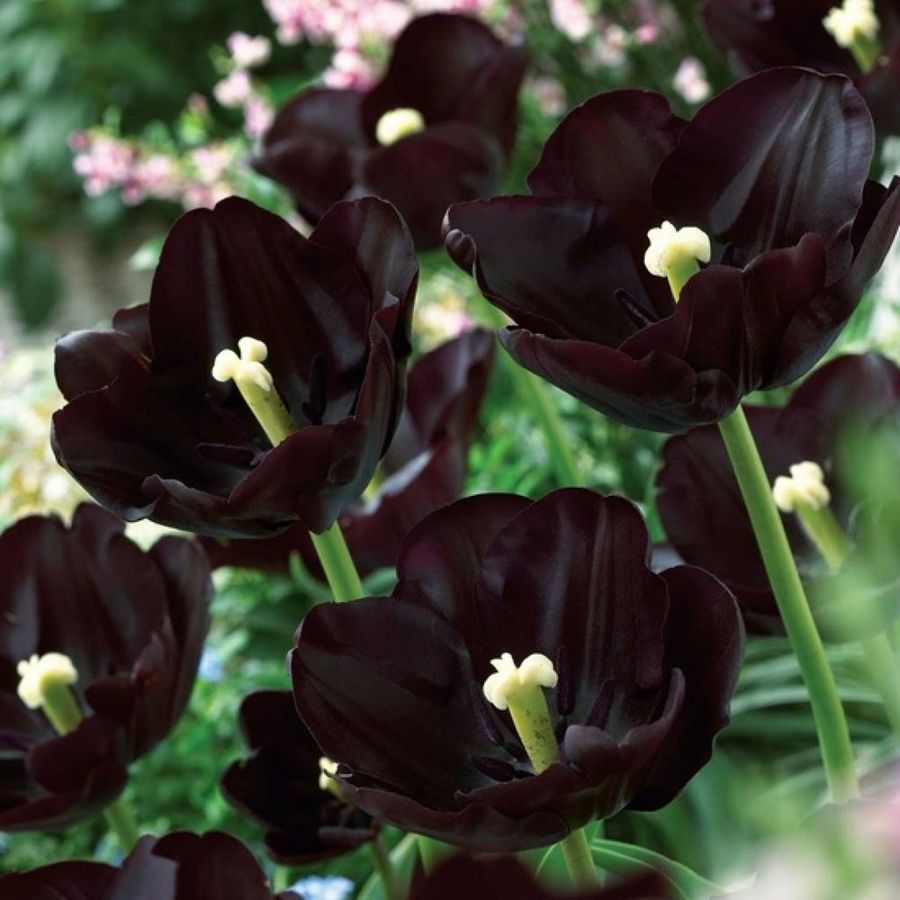 Las inusuales y raras flores negras | Plantas