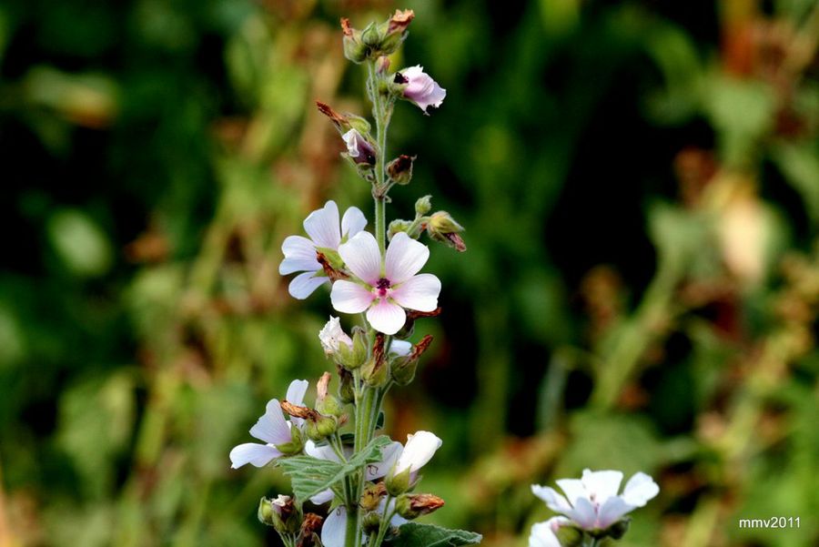 Malvavisco Sus Propiedades Medicinales Plantas