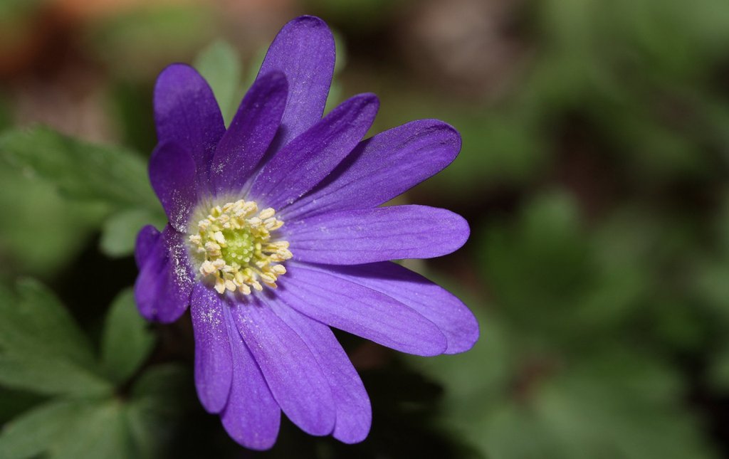 Anémona azul, perfecta para nuestro hogar | Plantas