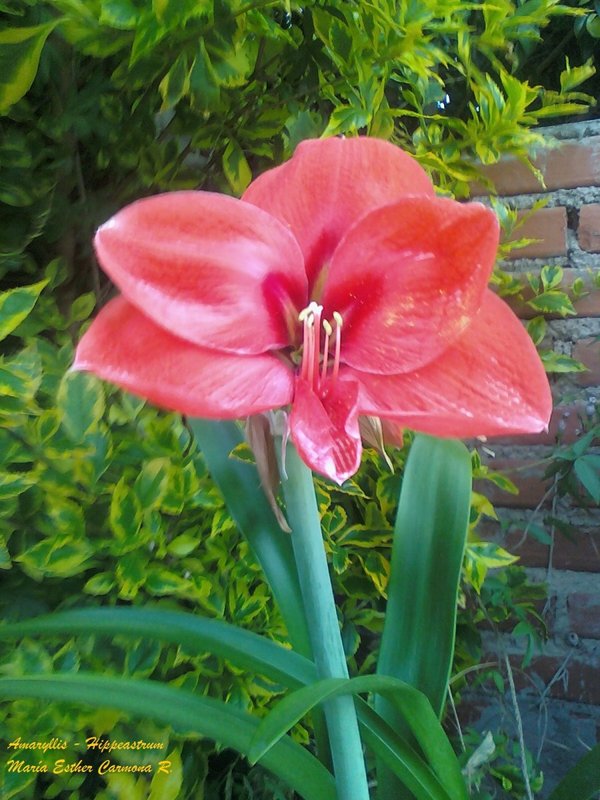 La Amaryllis | Plantas