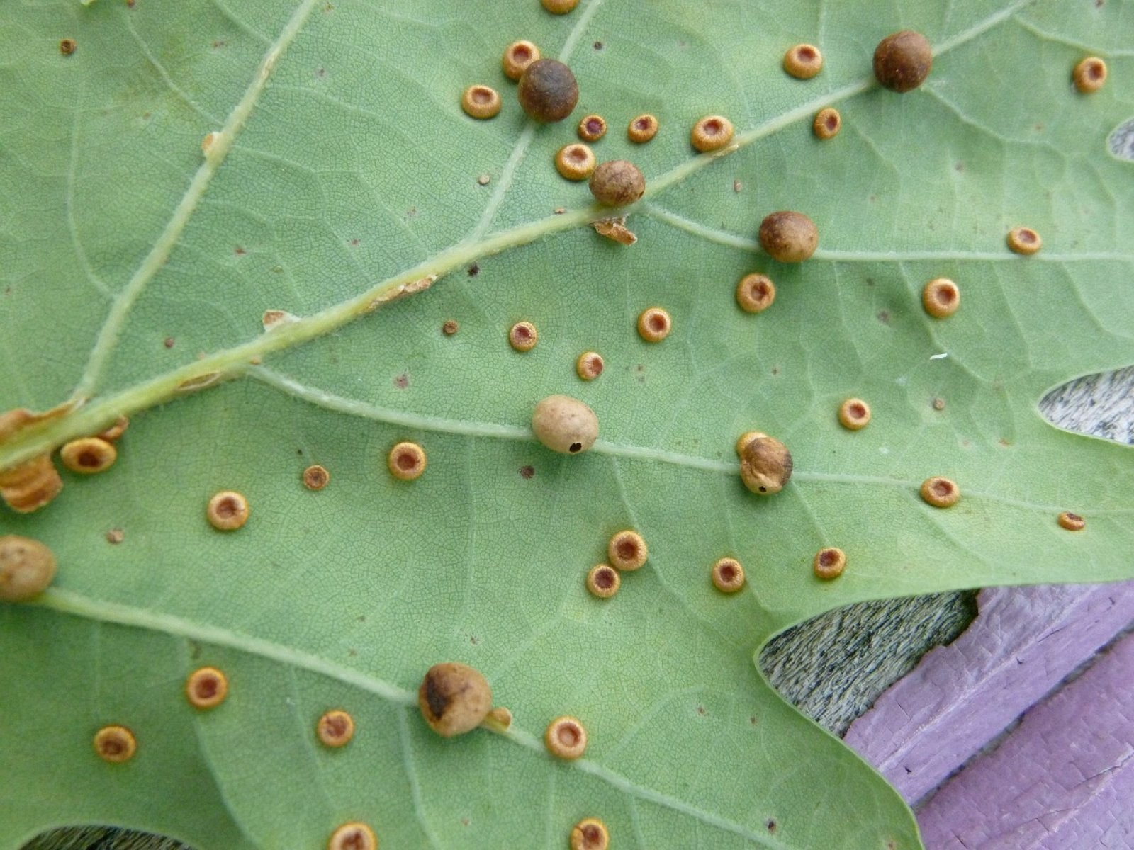 Repelentes de insectos no dañinos ni tóxicos