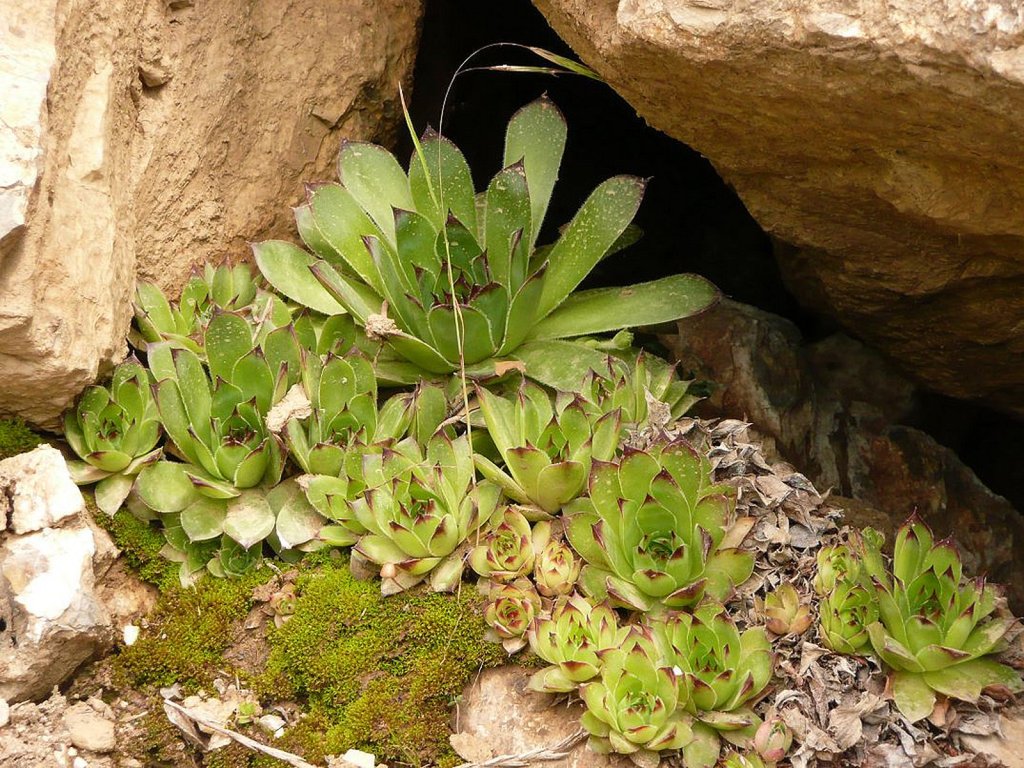 Siempreviva mayor | Plantas