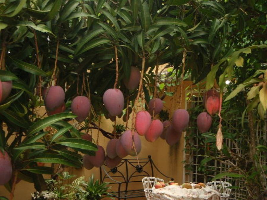 Árbol de mango | Plantas