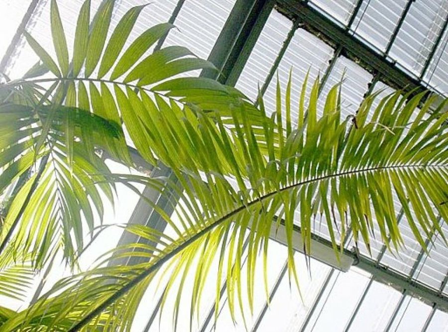  Palmeras para interiores