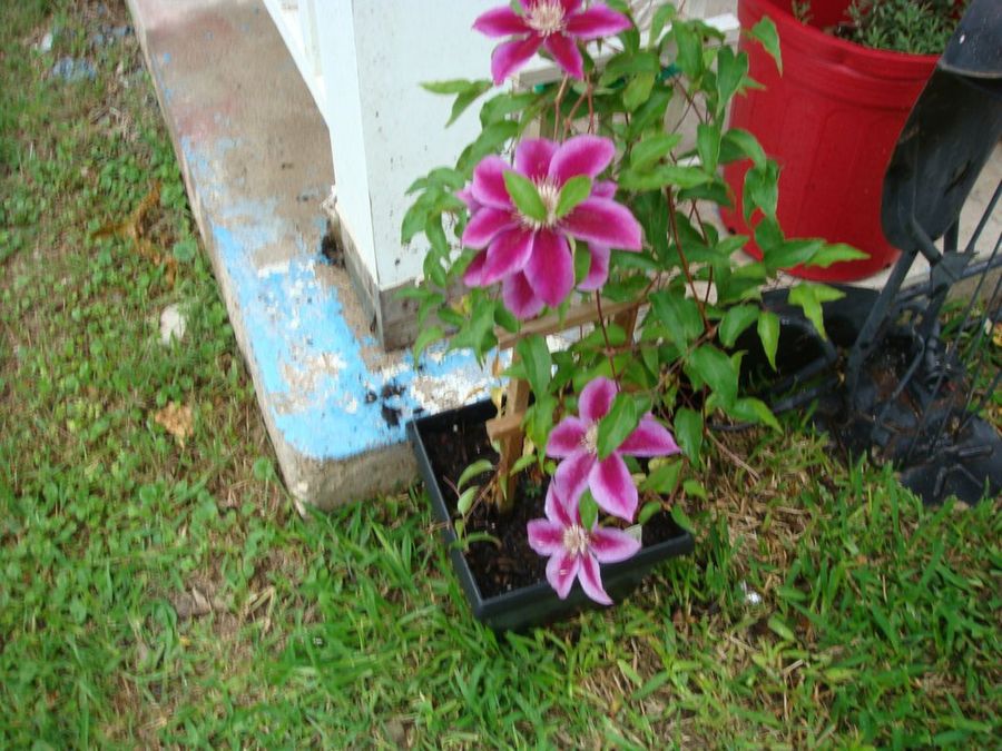 Imagen 13