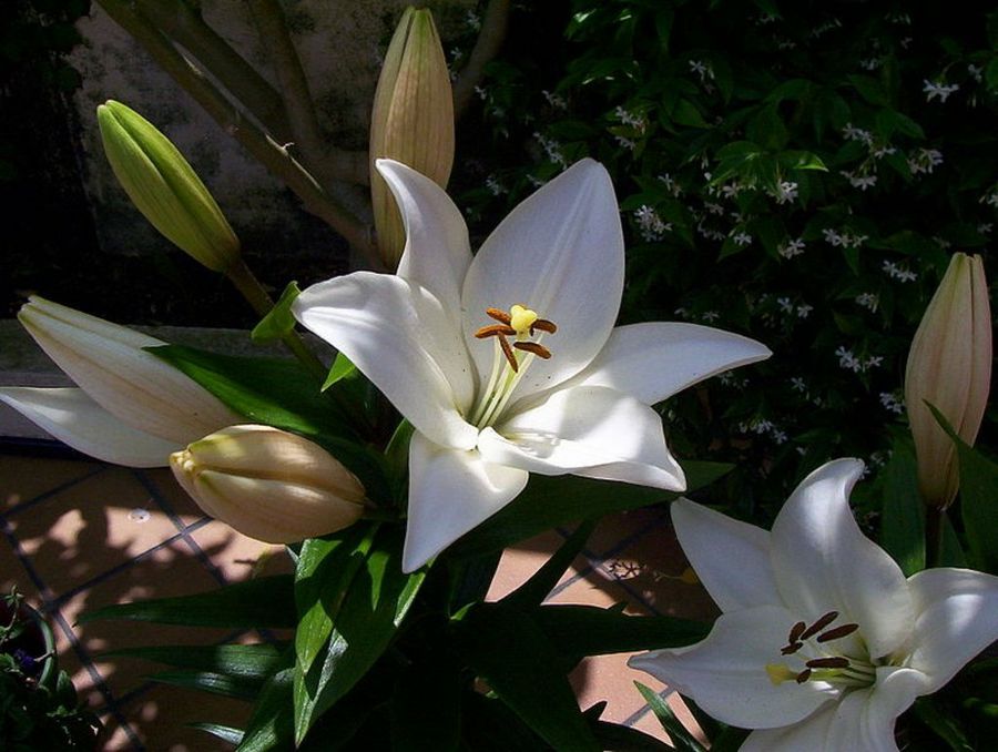 Lilium, la flor de abril | Plantas