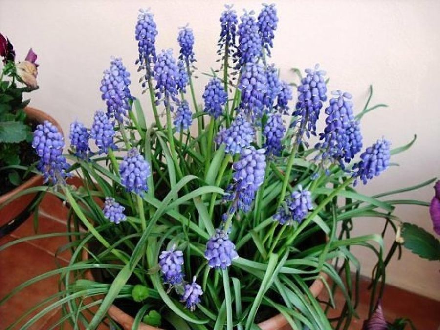Muscari 4