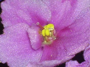 violeta africana 