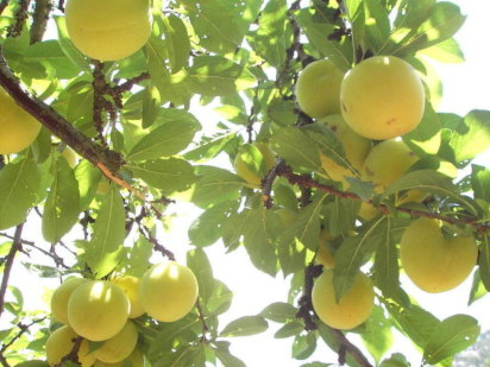 Cuidados de los árboles frutales