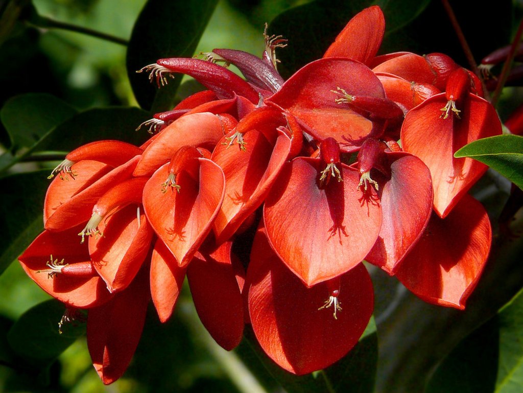 Las plantas nacionales de Latinoamérica | Plantas