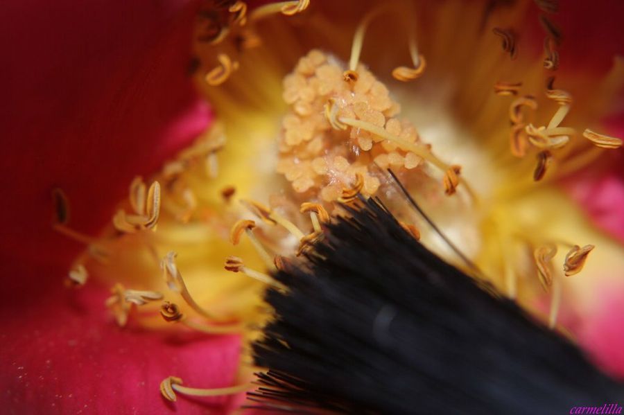  Jardineria a nivel usuario