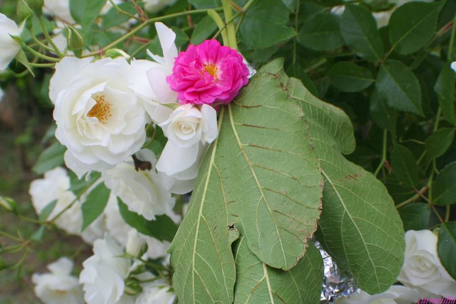  Jardineria a nivel usuario