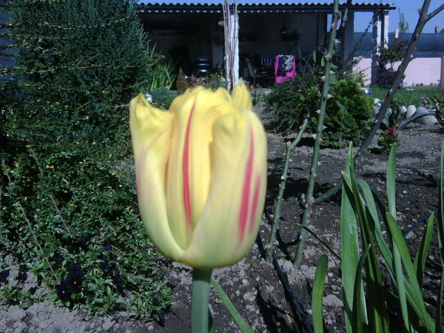 Mis tulipanes negros y otros... | Plantas