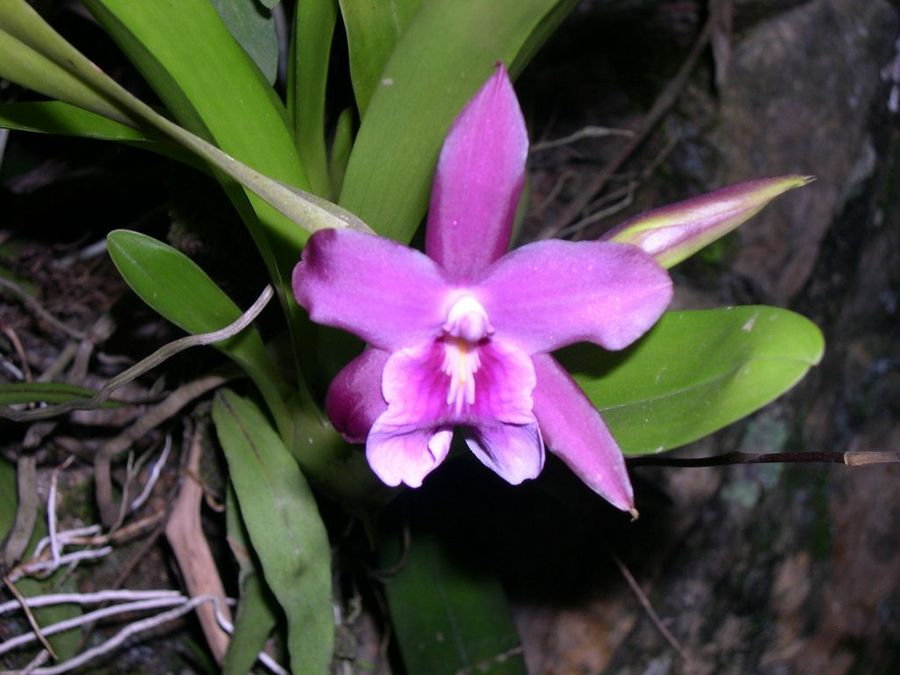 Orquideas nativas de Colombia | Plantas