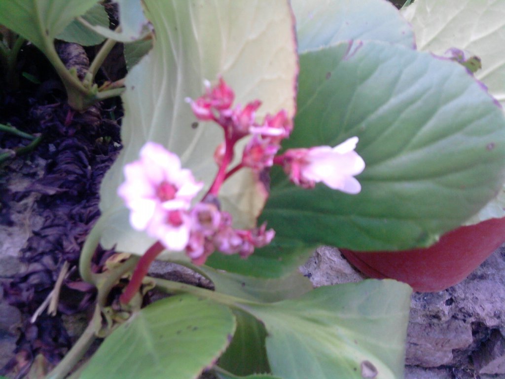 Hortensia de invierno | Plantas