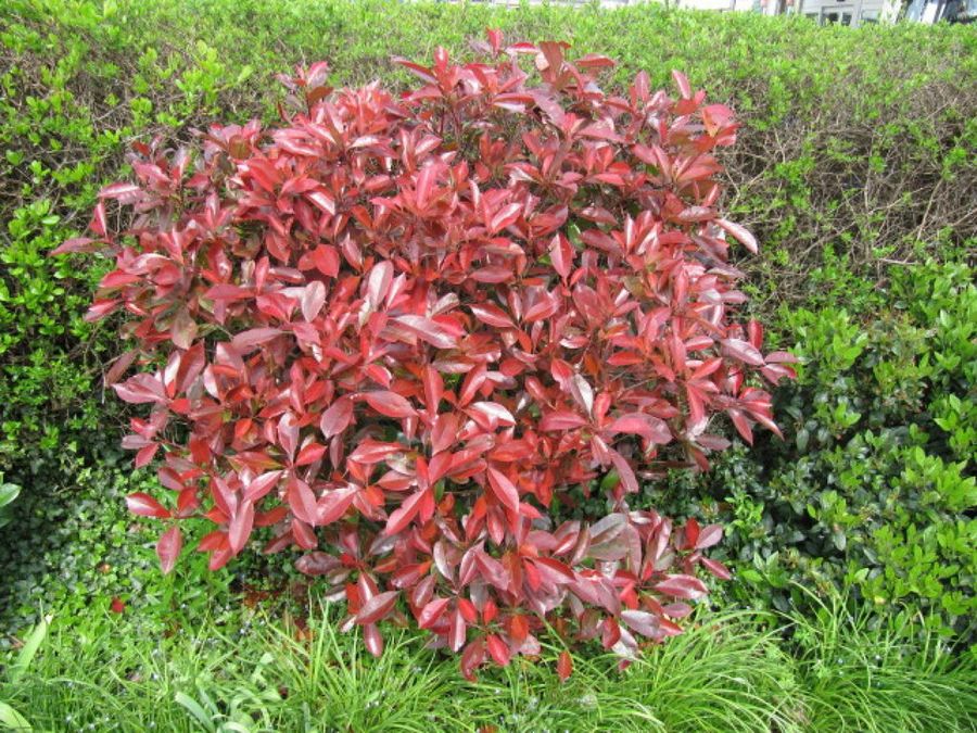 Photinia Red Robin
