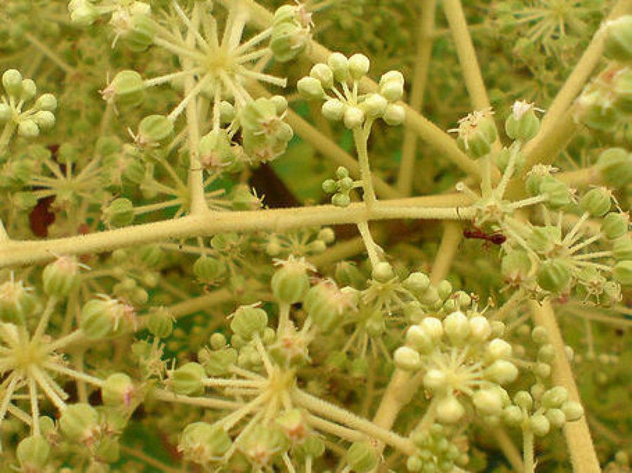 aralia