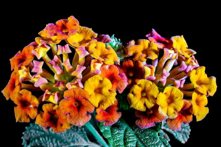 Lantana